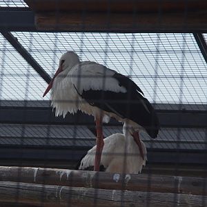 2014 - White Storks, Birds of Prey Conservation Centre