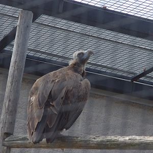 2014 - Eurasian Black Vulture, Birds of Prey Conservation Centre
