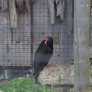 2014 - Turkey Vulture, Birds of Prey Conservation Centre