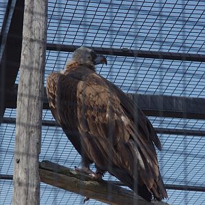 2014 - Eurasian Black Vulture, Birds of Prey Conservation Centre
