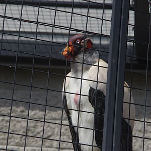 2014 - King Vulture, Birds of Prey Conservation Centre
