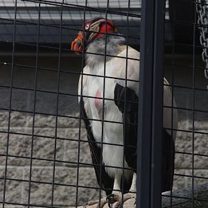 2014 - King Vulture, Birds of Prey Conservation Centre