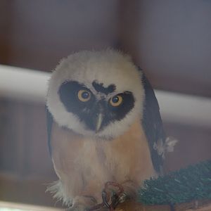 2014 - Spectacled Owl, Birds of Prey Conservation Centre