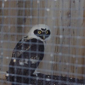 2014 - Spectacled Owl, Birds of Prey Conservation Centre