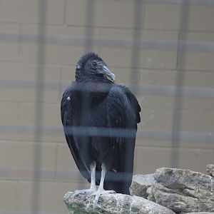 2014 - American Black Vulture, Birds of Prey Conservation Centre