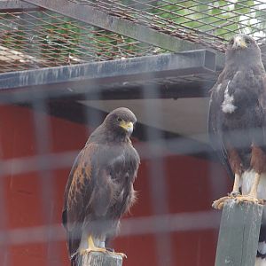 2014 - Harris Hawks, Birds of Prey Conservation Centre