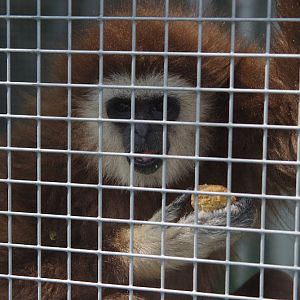 2014 - Lar Gibbon, Pet's Corner