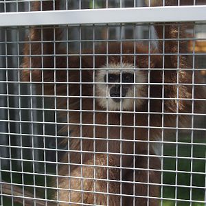 2014 - Lar Gibbon, Pet's Corner