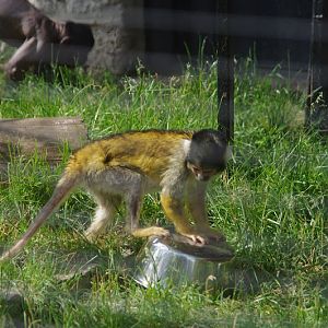 2014 - Bolivian Squirrel Monkey, Pet's Corner