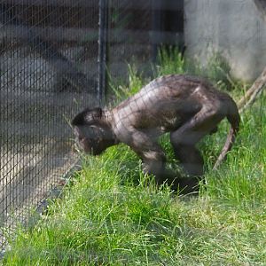 Tufted Capuchin, Pet's Corner