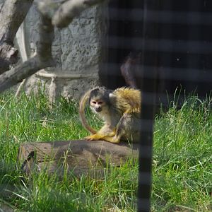 2014 - Bolivian Squirrel Monkey, Pet's Corner
