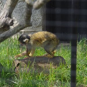 2014 - Bolivian Squirrel Monkey, Pet's Corner