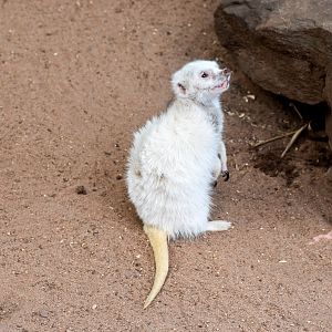 White Meerkat
