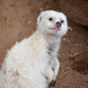 White Meerkat