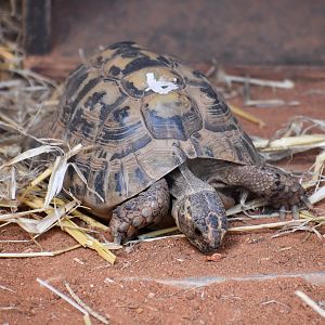 Spur-thighed Tortoise