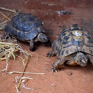 Spur-thighed Tortoises