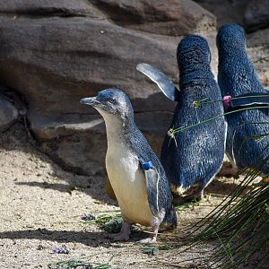 Little Penguins