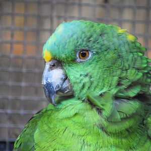 Yellow-naped Amazon