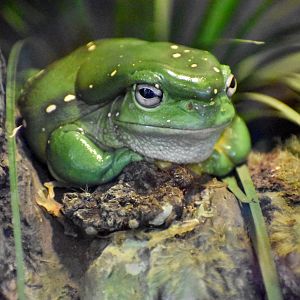 Magnificent Tree-Frog
