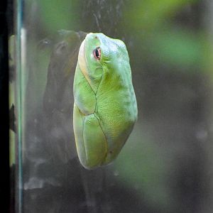 Red-eyed Tree Frog