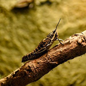 Blistered Pyrgomorph