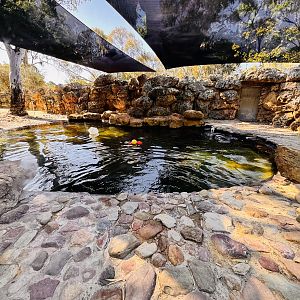 Australian sea lion enclosure