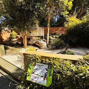 Rhino iguana enclosure