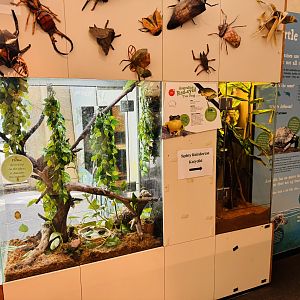 Tree frog/rainforest katydid tanks