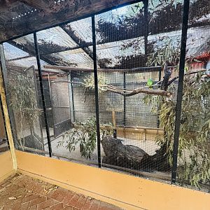 Yellow-naped Amazon Parrot aviary