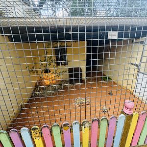 Spur-thighed tortoise enclosure