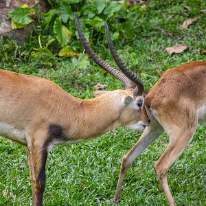 lechwe (Kobus leche)