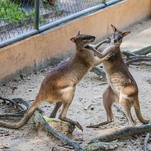 Agile wallaby (Notamacropus agilis)