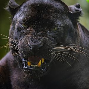 The Black Panther (Panthera pardus)