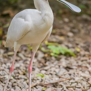 African Spoonbill （Platalea alba）