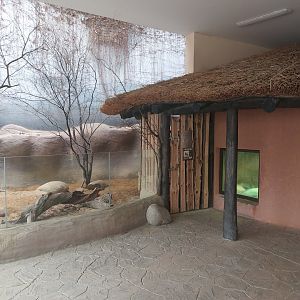 Aardvark indoor enclosure