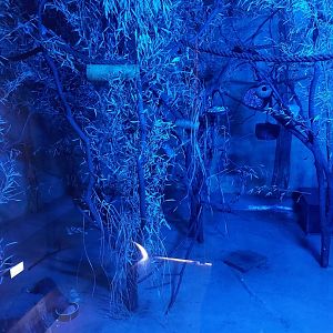 Senegal galago & brush-tailed porcupine exhibit