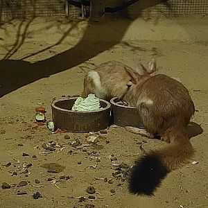 Southern & Eastern springhare