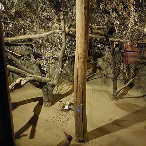 Springhare & thick-tailed galago exhibit