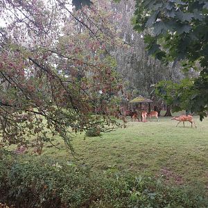 Sitatunga enclosure
