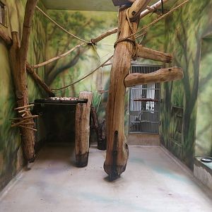 Lowe's guenon indoor exhibit