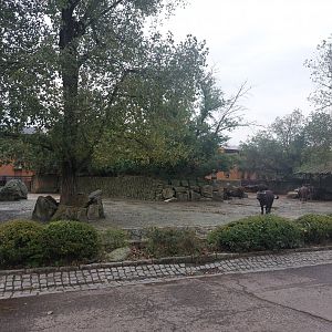 Cape buffalo exhibit