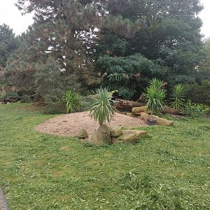Slender-tailed meerkat exhibit