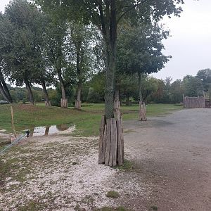 Reticulated giraffe savanna