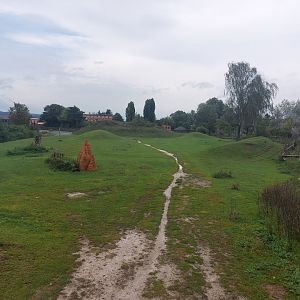 Rotschildt's giraffe savanna