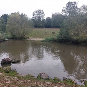 Common hippo exhibit