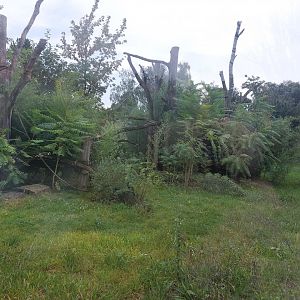 Chimpanzee outdoor exhibit