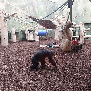 Chimpanzee indoor exhibit