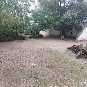 Red river hog exhibit