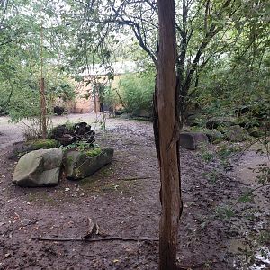 Pygmy hippo outdoors 1