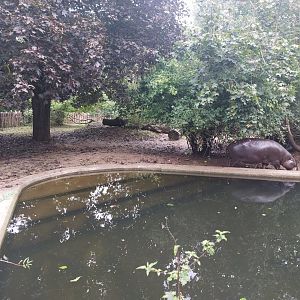 Pygmy hippo outdoors 2